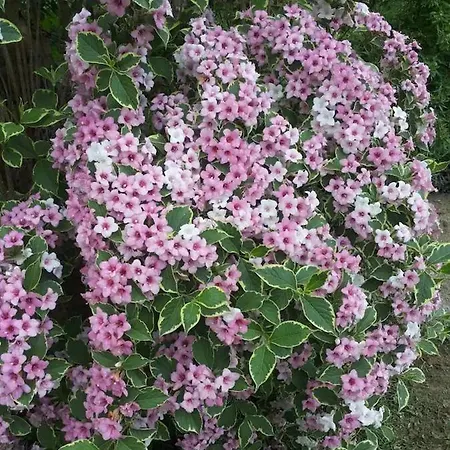 Chiara Affascinante Villino * Монсамполо-дель-Тронто