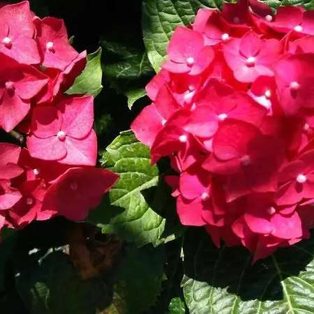 Chiara Affascinante Villino Проживание в семье *