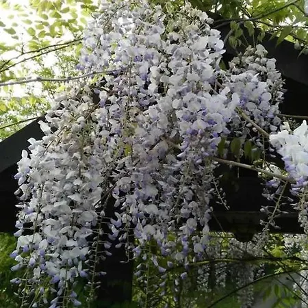 Chiara Affascinante Villino Проживание в семье