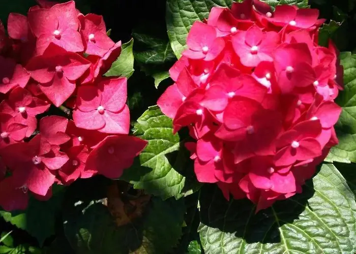 Chiara Affascinante Villino Alloggio in famiglia *